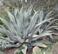 AGAVE BLUE ROUGH LEAF #3