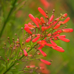 FIRECRACKER PLANT #5