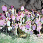 OPUNTIA PURPLE #3