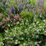 BEDDING ANGELONIA #2