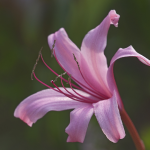 CRINUM #7