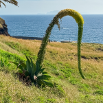 AGAVE FOXTAIL #5