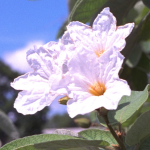 OLIVE TEXAS WILD #7