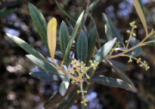 OLIVE FRUITLESS 48" BOX