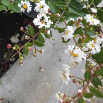 CREPE MYRTLE DWARF #3