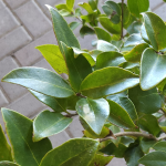 LIGUSTRUM RECURVE #3