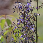 DIANELLA BLUE #1