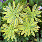 EUPHORBIA PERENNIAL #2