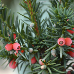 YEW TAXUS HICKS #10