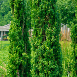 BOXWOOD GRAHAM 4' B&B
