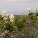 YUCCA GIANT WHITE DAGGER 5' -6 '