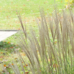 GRASS FEATHER REED #1