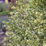 BOXWOOD VARIEGATED #2 / #3