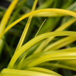 CAREX SEDGE EVERCOLOR TYPES #1