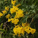 YELLOW BELLS TREE FORM #3
