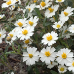 BLACKFOOT DAISY #3