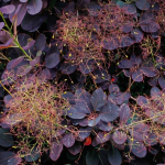 SMOKE TREE PURPLE #5 MONROVIA