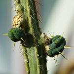 CACTUS TORCH #5