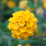 LANTANA NEW GOLD #1