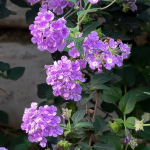 LANTANA PURPLE TRAILING #1