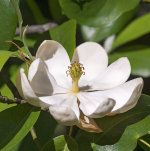 MAGNOLIA SWEET BAY #30
