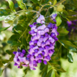 MOUNTAIN LAUREL 10' - 12' B&B