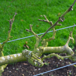 FRUIT APPLE ESPALIER #15 #20