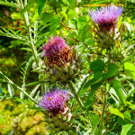 CARDOON #1