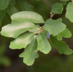 OAK LACEY #65