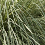 GRASS LOMANDRA PLATINUM #2 #3