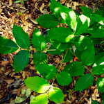 MEXICAN BUCKEYE 6' - 7' B&B