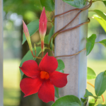 MANDEVILLA #2 MONROVIA