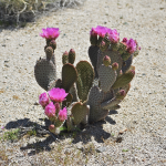 CACTUS BEAVER TAIL #5