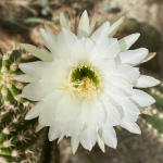 CACTUS ARGENTINE SAGUARO #5