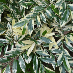 CLEYERA VARIEGATED #3