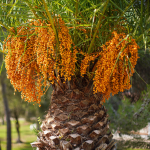 PALM PINDO #3