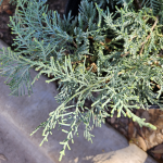 JUNIPER ASSORTED #7