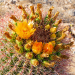 CACTUS BARREL FEROCACTUS #7