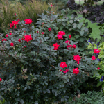 ROSE KNOCKOUT DOUBLE RED #3