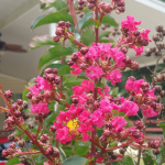 CREPE MYRTLE TONTO #15