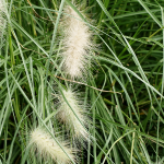 GRASS FOUNTAIN ASSORTED #1