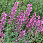 AGASTACHE #2