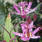 TOAD LILY #1