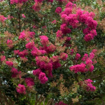 CREPE MYRTLE ARAPAHO #30