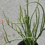 EUPHORBIA PENCIL CACTUS #4