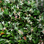 JASMINE ASIAN VARIEGATED QUART