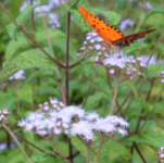 MISTFLOWER BLUE #1