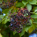 FRUIT ELDER BERRY #3