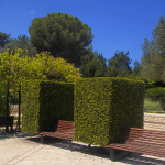 BOXWOOD CUBE CONE #5 MONROVIA
