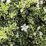 SERISSA VARIEGATED #3